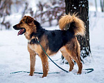 Собаки в Москве: Ваш самый верный друг, молодой пес Хьюго в добрые руки Мальчик, 10 руб. - фото 6