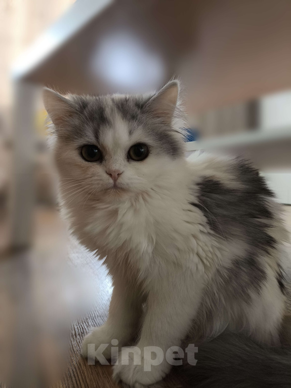 Кошки в Новосибирске: Пушистое чудо  Девочка, 30 000 руб. - фото 8