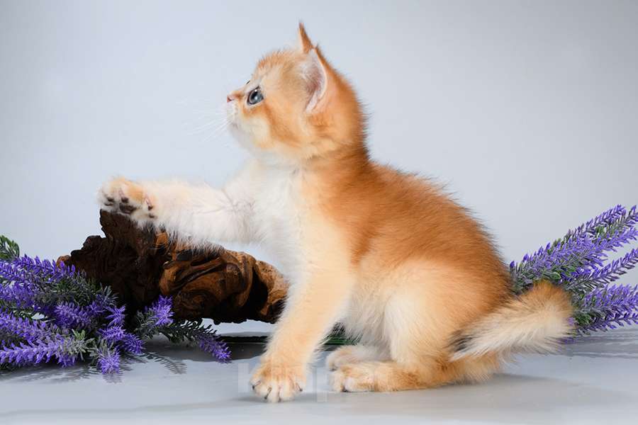 Кошки в Москве: Британские котята.Золото шиншиллы.Красивый подарок Девочка, Бесплатно - фото 6