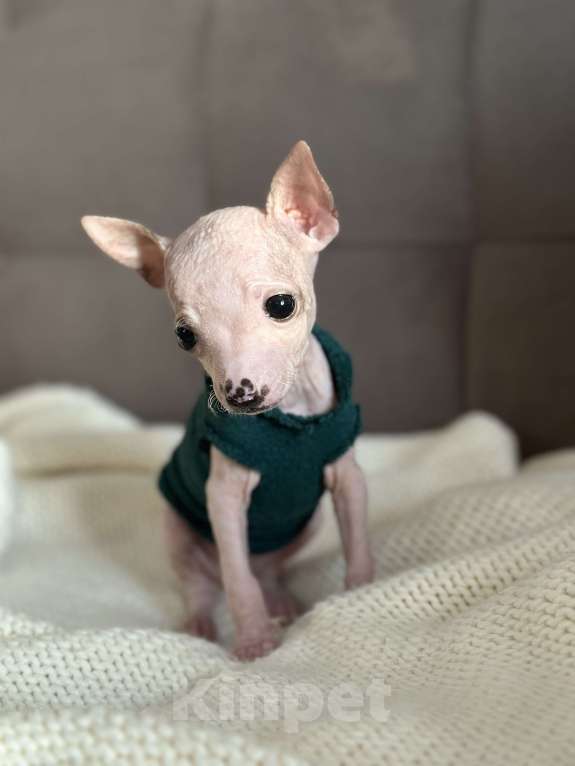 Собаки в Самаре: Белла Девочка, 35 000 руб. - фото 2