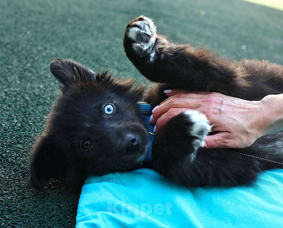 Собаки в Москве: Щенок бесплатно в Москве Мальчик, Бесплатно - фото 4
