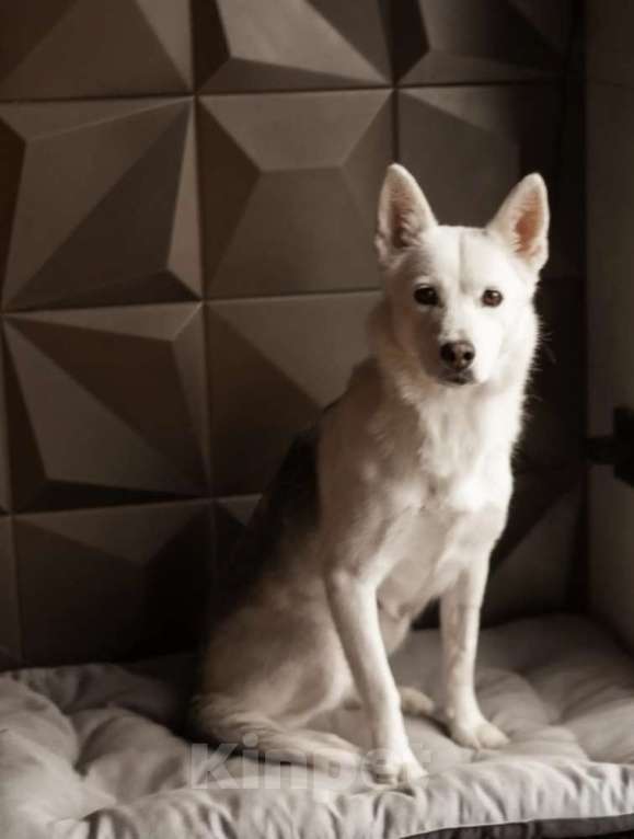 Собаки в Москве: Маленькая белая собачка Белка в дар Девочка, 1 руб. - фото 1