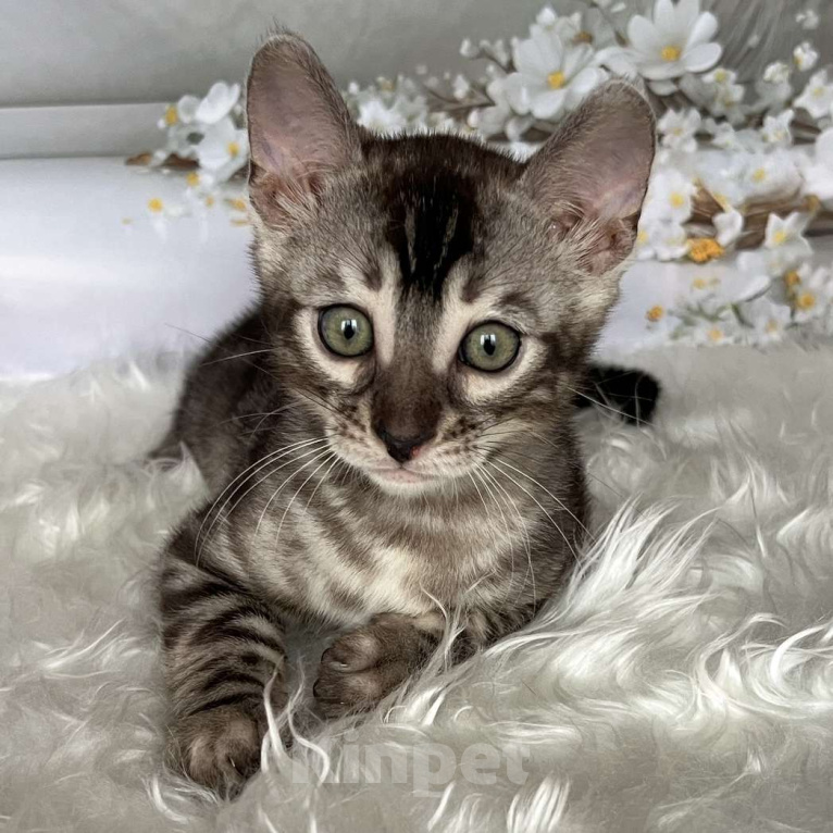 Кошки в Москве: Бенгальские котята серебро с родословной  Мальчик, Бесплатно - фото 7