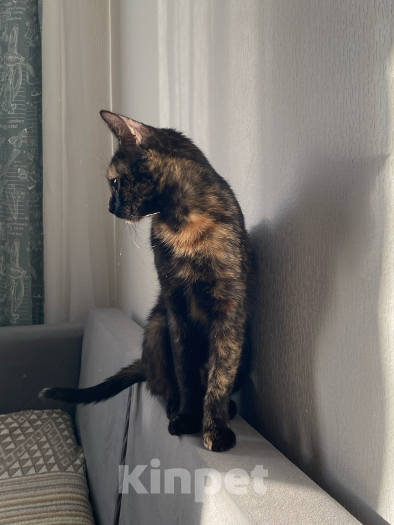 Кошки в других городах Ленинградской области: Отдам кошку Девочка, Бесплатно - фото 2