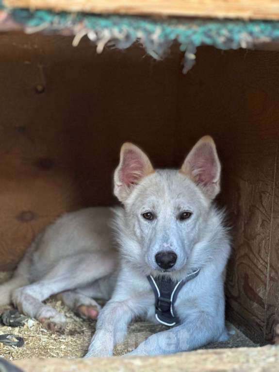 Собаки в Москве: Молодая собака Юкки Девочка, Бесплатно - фото 3