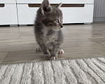 Кошки в Краснодаре: Отдам бесплатно котят Девочка, Бесплатно - фото 2