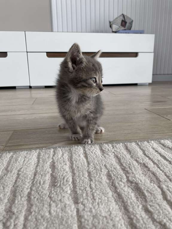 Кошки в Краснодаре: Отдам бесплатно котят Девочка, Бесплатно - фото 2