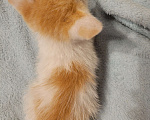 Кошки в Балашихе: Бело рыжая кошечка Девочка, 1 руб. - фото 5