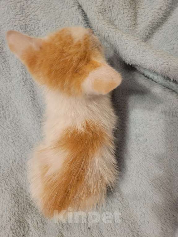 Кошки в Балашихе: Бело рыжая кошечка Девочка, 1 руб. - фото 5