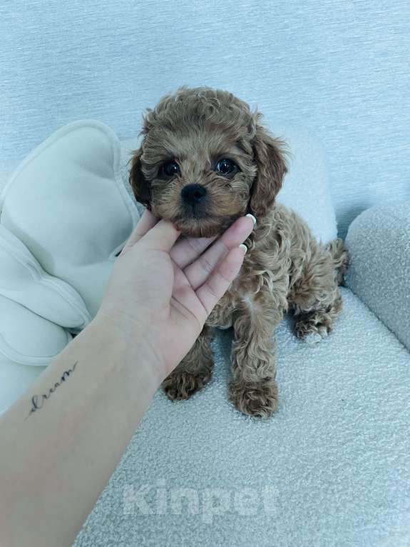 Собаки в Новокузнецке: Продам щенков мальтипу Разнополые, 90 000 руб. - фото 6