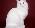 Кошки в Волхове: Молоденькая кошечка, клубная. Кому-то достанется такая снегурочка ) Девочка, Бесплатно - фото 4