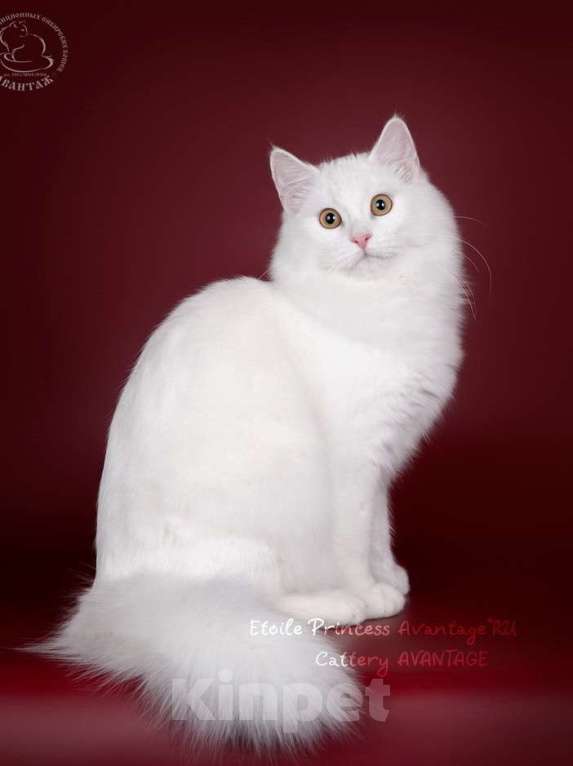 Кошки в Волхове: Молоденькая кошечка, клубная. Кому-то достанется такая снегурочка ) Девочка, Бесплатно - фото 4