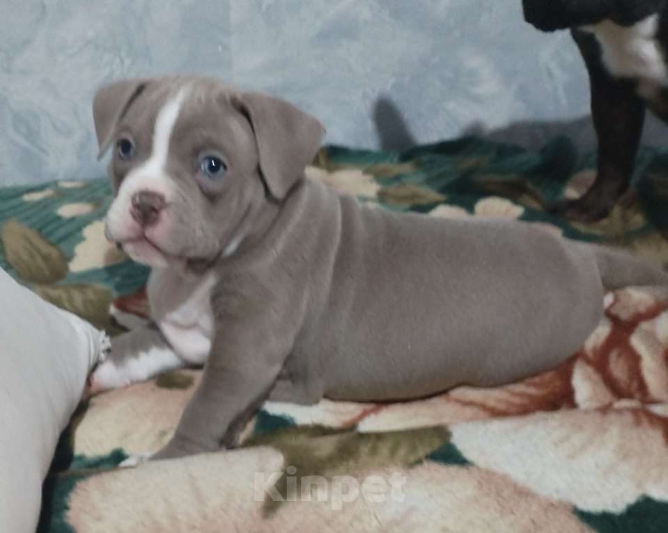 Собаки в других городах Ростовской области: Американский булли  Мальчик, 90 000 руб. - фото 1