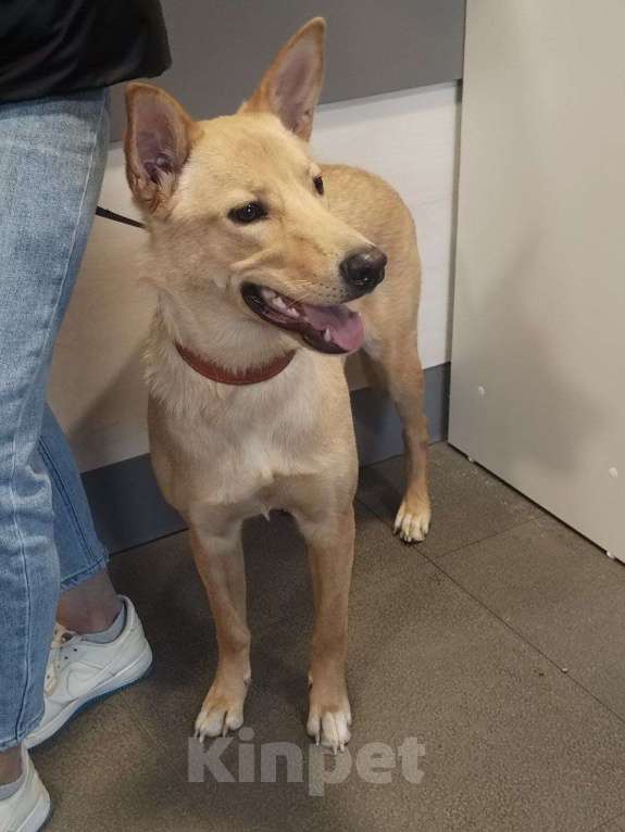 Собаки в Москве: Умка мечтает о семье, возраст 1 годик, идеальная собака  Девочка, Бесплатно - фото 7