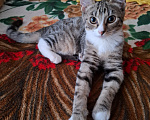 Кошки в Москве: Котёнок в добрые руки Девочка, Бесплатно - фото 6