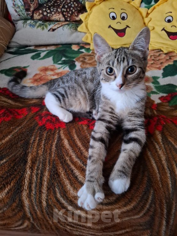 Кошки в Москве: Котёнок в добрые руки Девочка, Бесплатно - фото 6