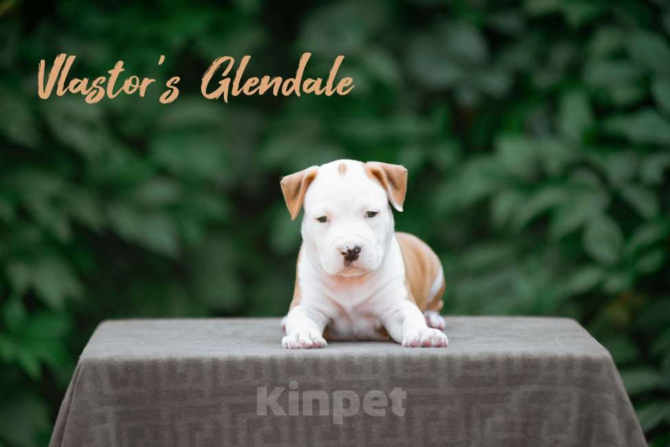 Собаки в Белгороде: Американский стаффордширский терьер  Мальчик, 50 000 руб. - фото 4