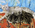 Кошки в Кулебаках: Очаровательные котятки, 6 000 руб. - фото 3