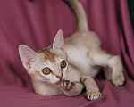 Кошки в Ливны: котята, 40 000 руб. - фото 1