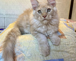 Кошки в Санкт-Петербурге: Котята мейнкун  Мальчик, 35 000 руб. - фото 3