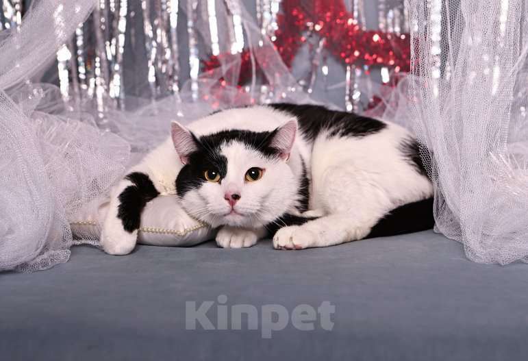 Кошки в Москве: Спокойный ласкуша котик Симба в дар Мальчик, 1 руб. - фото 2