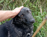 Собаки в Ногинске: Крупный щенок в добрые руки Девочка, Бесплатно - фото 3
