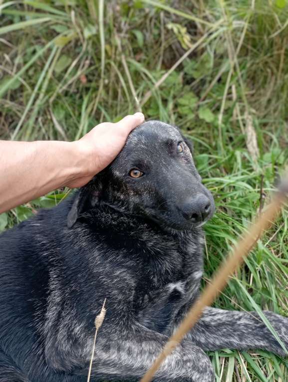 Собаки в Ногинске: Крупный щенок в добрые руки Девочка, Бесплатно - фото 3