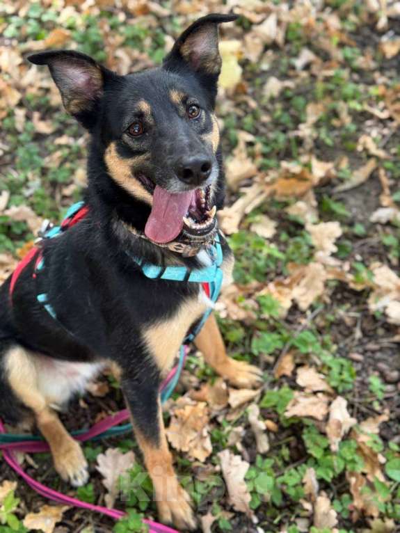 Собаки в Москве: Киви: нежная душа, мечтающая о доме  Девочка, Бесплатно - фото 5