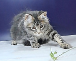 Кошки в Уфе: Котенок мейн-кун Мальчик, 30 000 руб. - фото 1