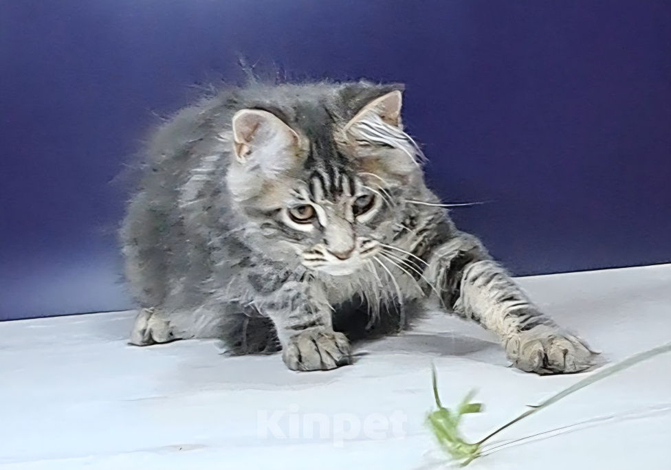 Кошки в Уфе: Котенок мейн-кун Мальчик, 30 000 руб. - фото 1