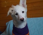Собаки в Белоозёрском: Крошка Сью в добрые руки! Девочка, 100 руб. - фото 1