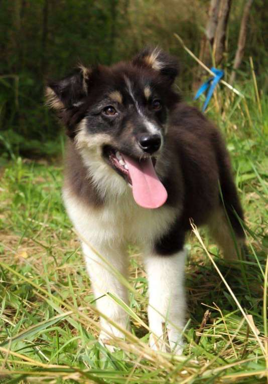 Собаки в Москве: Щенок Австралийской овчарки Аусси  Мальчик, 35 000 руб. - фото 3