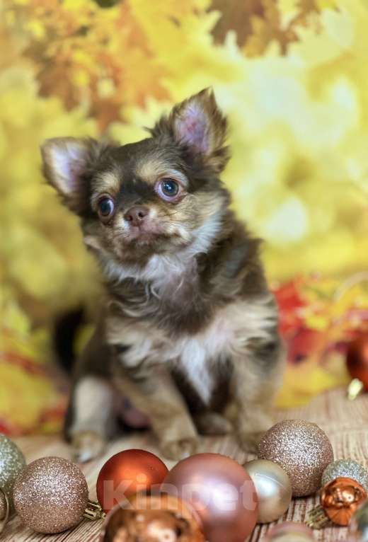 Собаки в Москве: Шикарная малышка чихуахуа Девочка, 60 000 руб. - фото 3