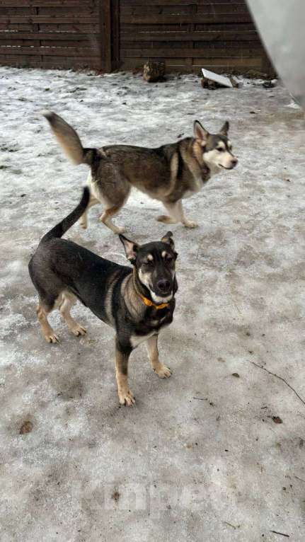 Собаки в Люберцах: Ласковая девочка Девочка, Бесплатно - фото 8