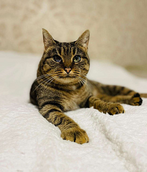 Кошка в добрые руки