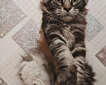 Кошки в Новосибирске: Котятки мейн-кунятки Девочка, Бесплатно - фото 1