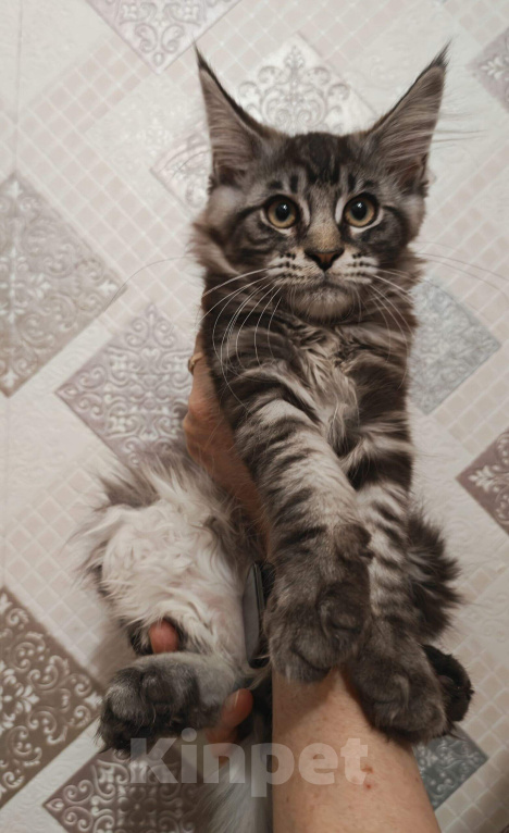 Кошки в Новосибирске: Котятки мейн-кунятки Девочка, Бесплатно - фото 1