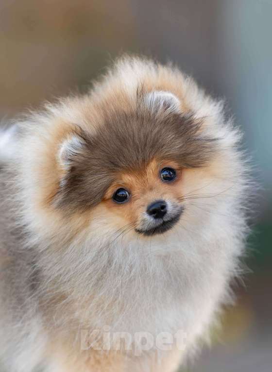 Собаки в Москве: Девочки померанского шпица Девочка, 50 000 руб. - фото 3