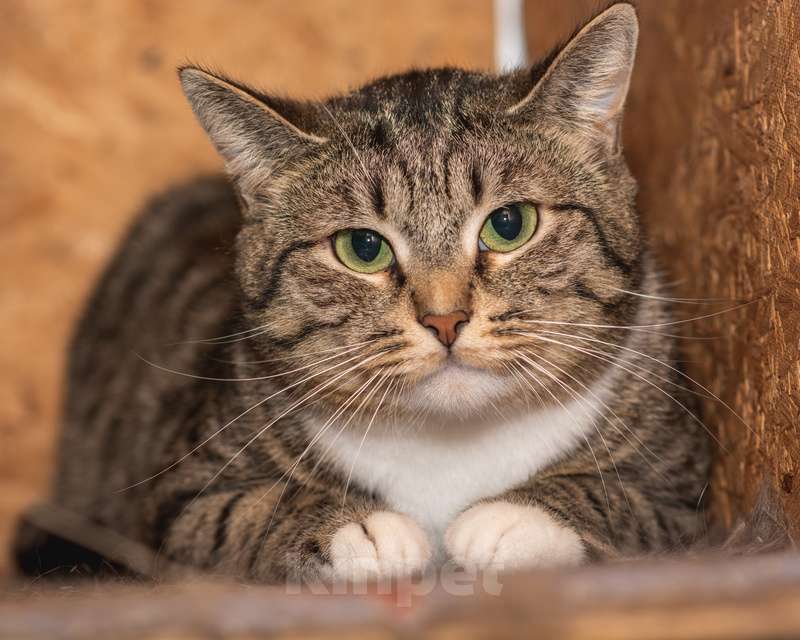 Кошки в Москве: Пушистый полосатик кот Морис в добрые руки Мальчик, 1 руб. - фото 4