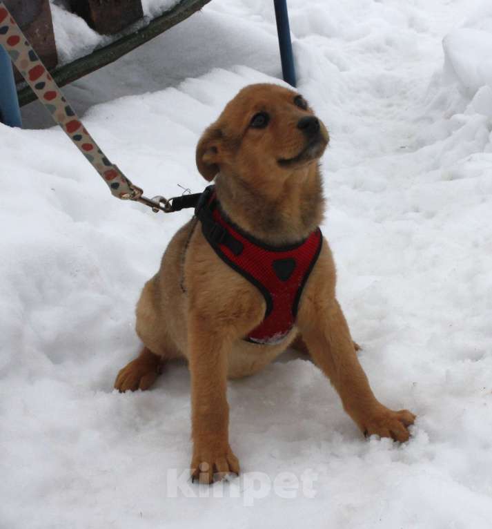Собаки в Москве: Щенулька  Лисёна ищет свою любимую семью Девочка, Бесплатно - фото 5