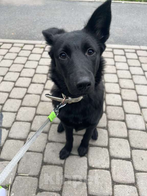 Собаки в Санкт-Петербурге: Щенок в добрые руки  Девочка, 1 000 руб. - фото 4