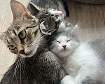 Кошки в Химках: Отдам котенка Мальчик, Бесплатно - фото 3