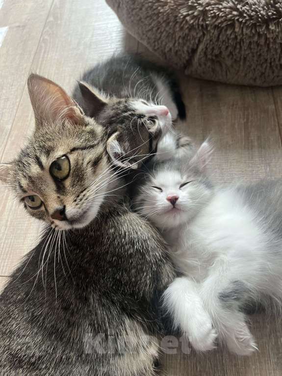 Кошки в Химках: Отдам котенка Мальчик, Бесплатно - фото 3