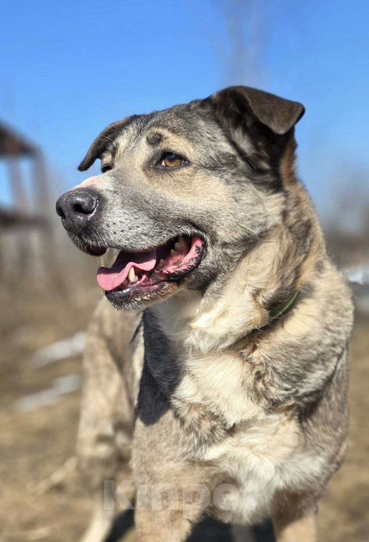 Собаки в Королеве: Пани: собака с душой, ждущей тепла Девочка, Бесплатно - фото 6