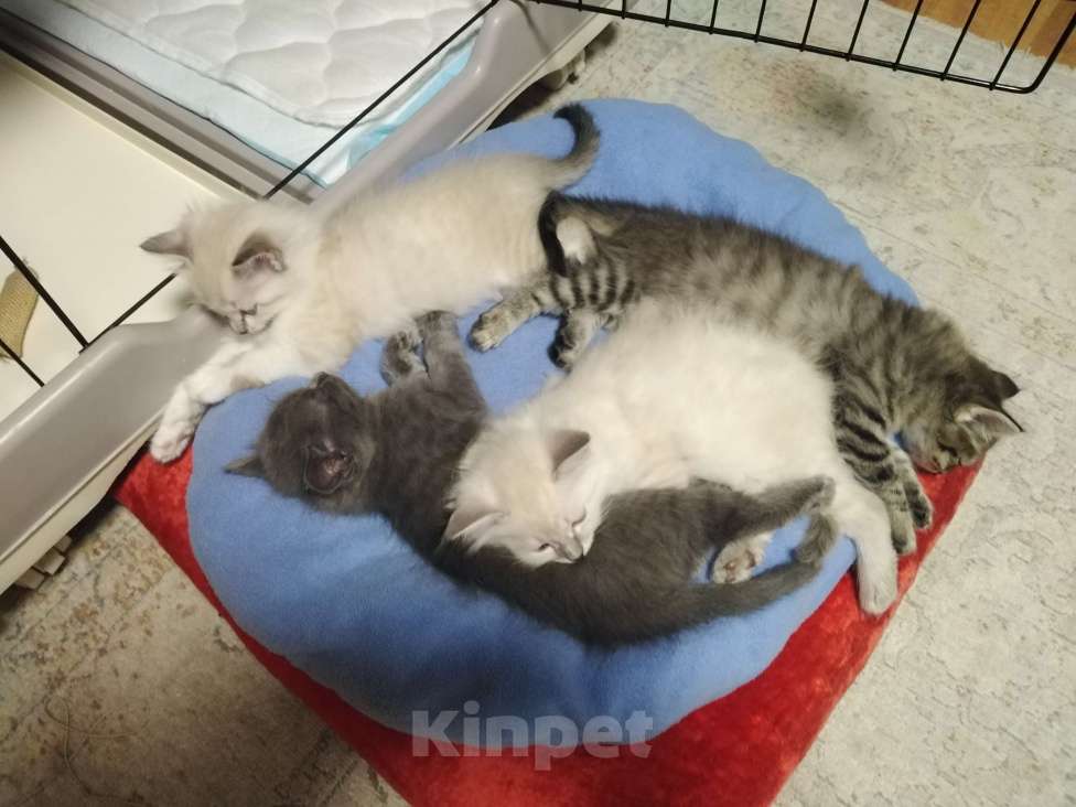 Кошки в Красноярске: Котята домашние Девочка, Бесплатно - фото 1