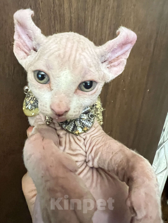 Кошки в Москве: Букет  Мальчик, 40 000 руб. - фото 3