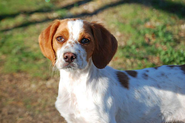 Бретонский эпаньоль