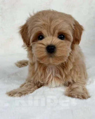 Собаки в Санкт-Петербурге: Мальтип Девочка, 70 руб. - фото 1