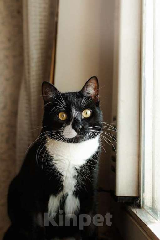 Кошки в Москве: Роскошный маркизный кот Тоша в добрые руки Мальчик, Бесплатно - фото 5