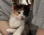 Кошки в Астрахани: Котёнок в семью Девочка, Бесплатно - фото 3
